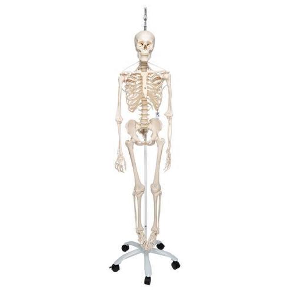 3B Scientific The Functional Skeleton - w/ 3B Smart Anatomy 1020180